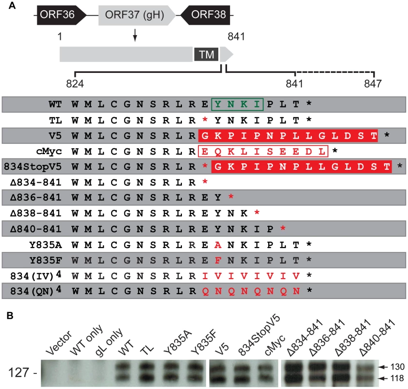 Construction and <i>in vitro</i> expression of VZV gH mutants.