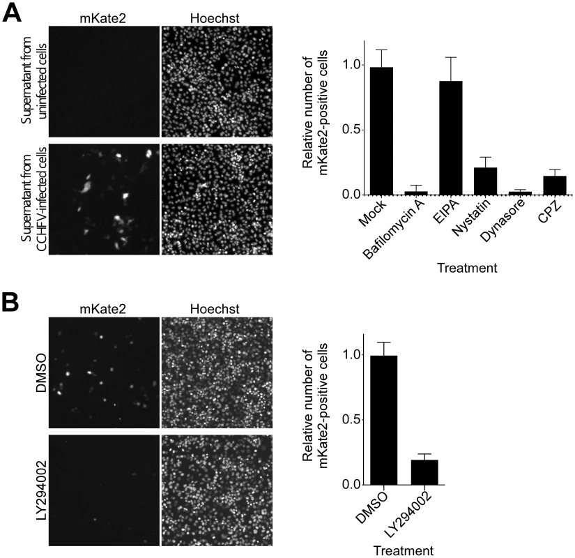 CCHFV infection depends on PI3K activity.