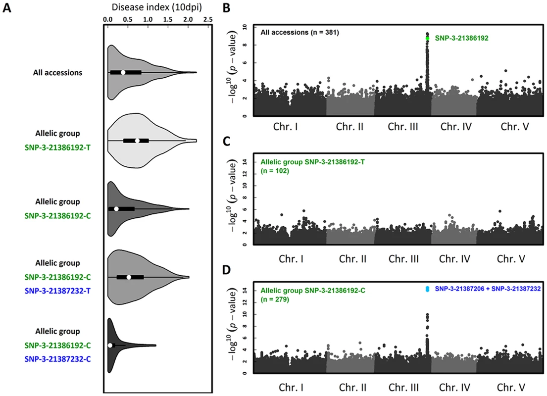 The genetics of <i>Xcc568</i> quantitative resistance at the species level identified by nested GWA mapping.