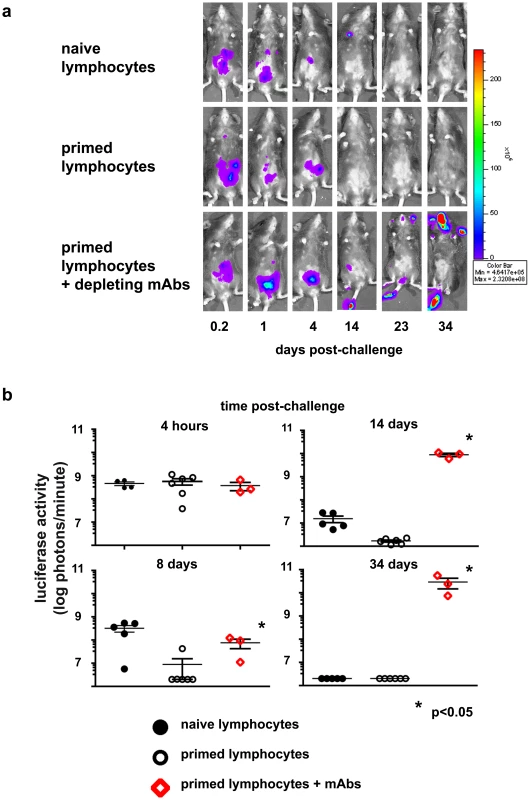 Protection conferred on naïve RAG1ko mice by adoptive transfer of primed lymphocytes is abrogated by simultaneous administration of T cell-depleting monoclonal antibody cocktail.