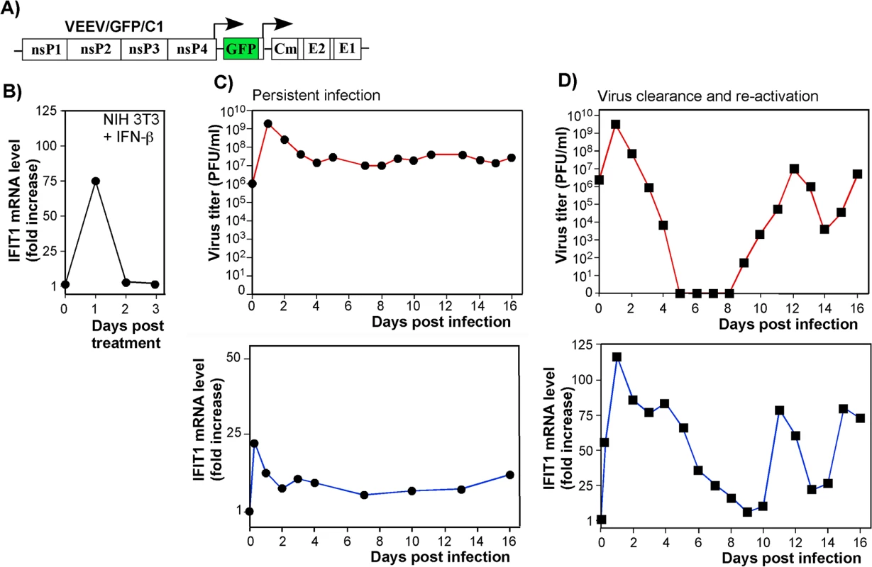 IFIT1 is expressed via IFN-dependent and alphavirus replication-dependent pathways.
