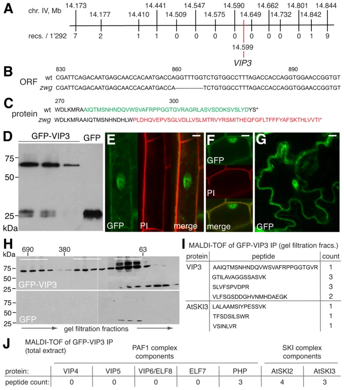 Isolation and characterization of the <i>zwg</i> locus.