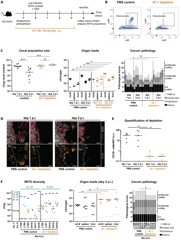 Depletion of Gr1<sup>+</sup>- cells reduces WITS diversity loss and prevents the cecal population crash between day 1 and day 2 p.i.