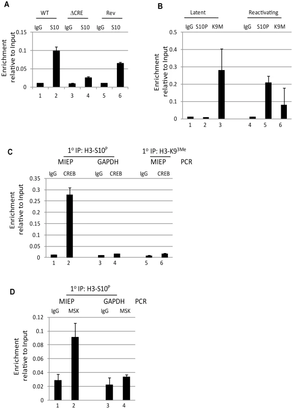 Phosphorylation of histone H3 is dependent on CREB binding to the MIEP.