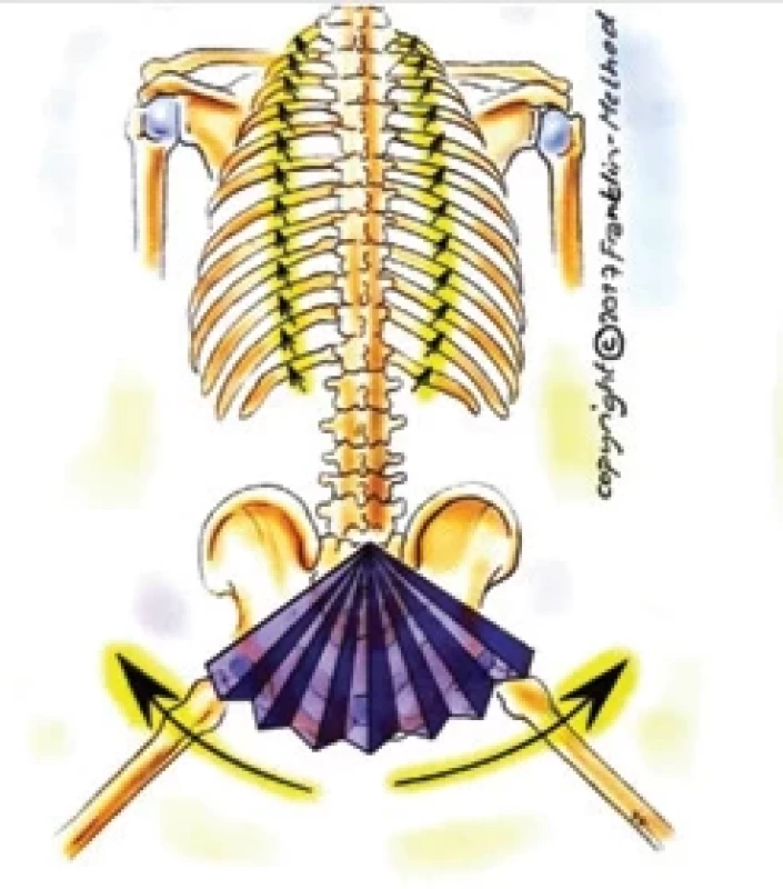 Metaforická představa pánve – vějíř otevírající se při pokrčování kolen (Source: E. Franklin).</br> Fig. 2. Metaphorical representation of the pelvis – fan opening during bending knees (Source: E. Franklin).