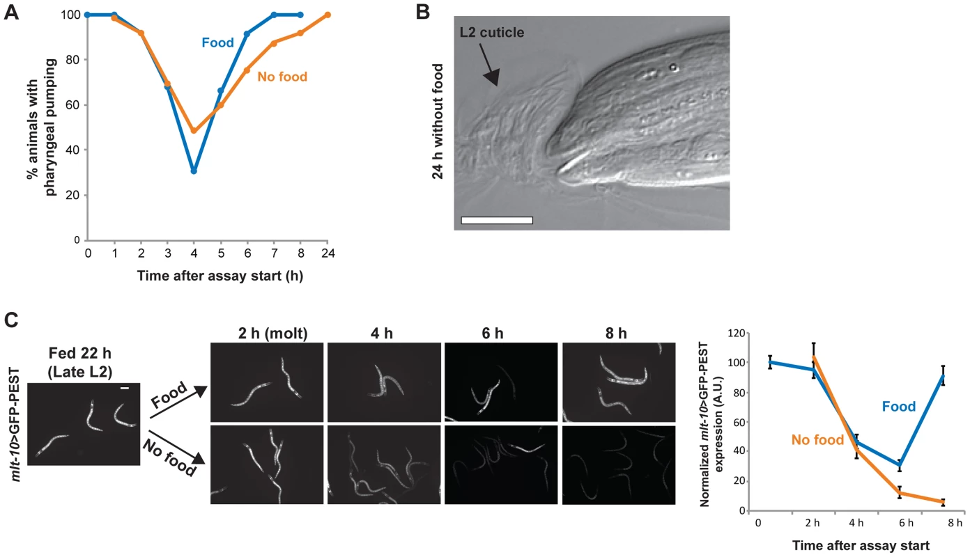 Arrest occurs at a specific time in the larval stage and molting cycle.