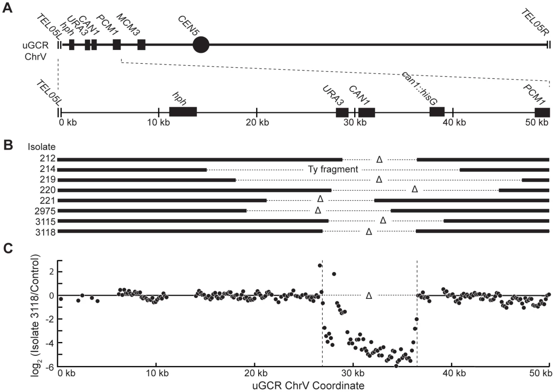 <i>hph</i>+ GCRs associated with wild-type-sized chrV are interstitial deletions.