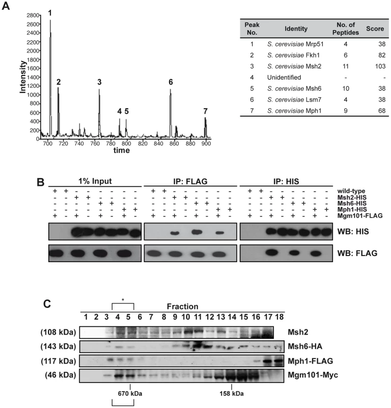 Mgm101 interacts with Mph1 and MutSα.