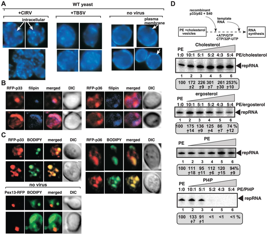 Enrichment of sterols at the sites of tombusvirus replication in yeast.