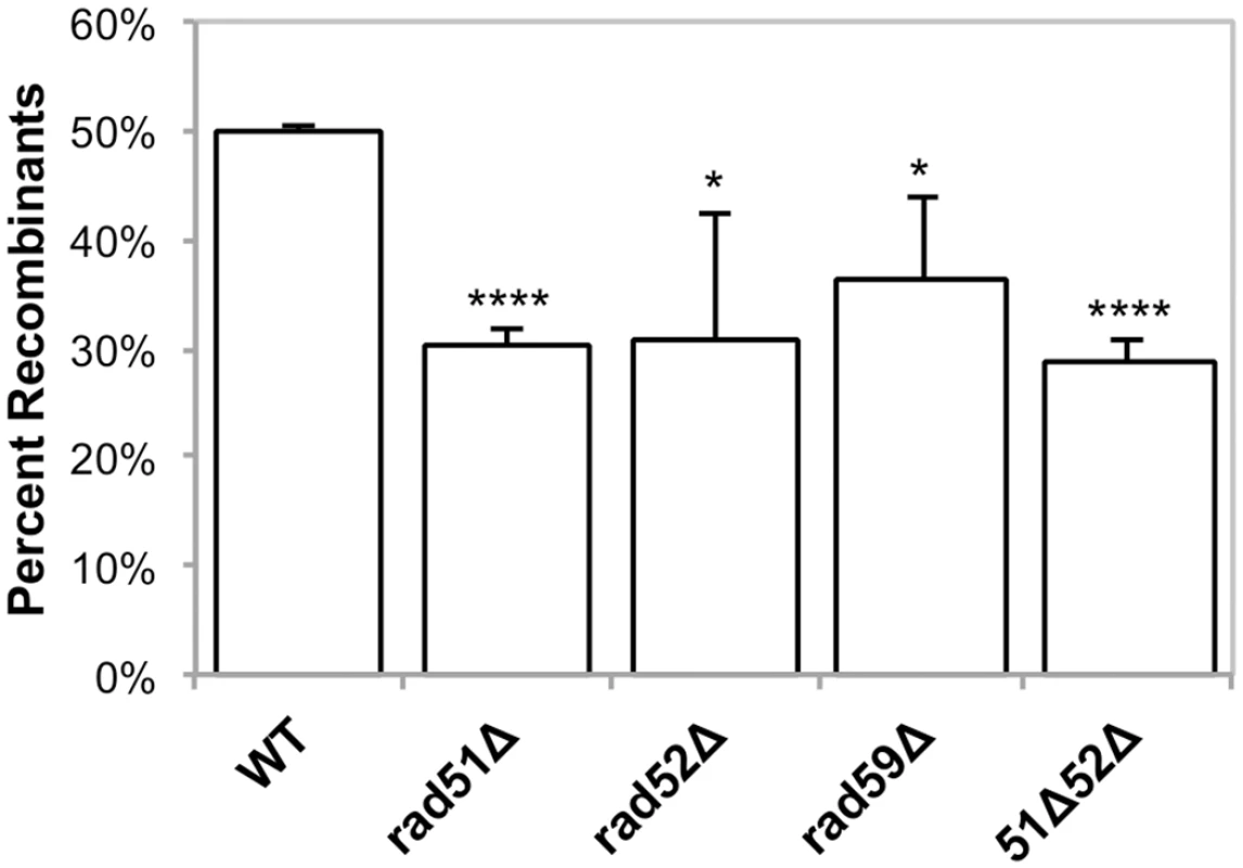 Induced mitochondrial repeat mediated deletions.