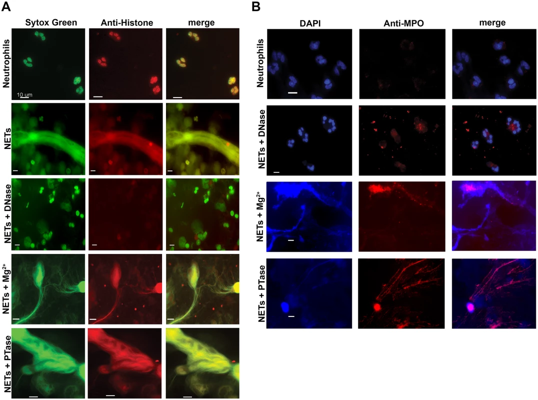 Structurally intact NETs still possess histones and MPO after treatment with excess Mg<sup>2+</sup> and PTase.
