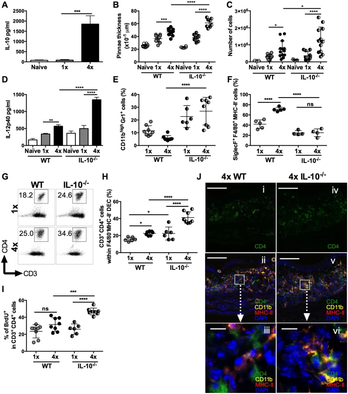 IL-10 produced in the skin following repeated exposures to <i>S</i>. <i>mansoni</i> cercariae limits CD4<sup>+</sup> T cell proliferation and mediates recruitment of granulocytes.