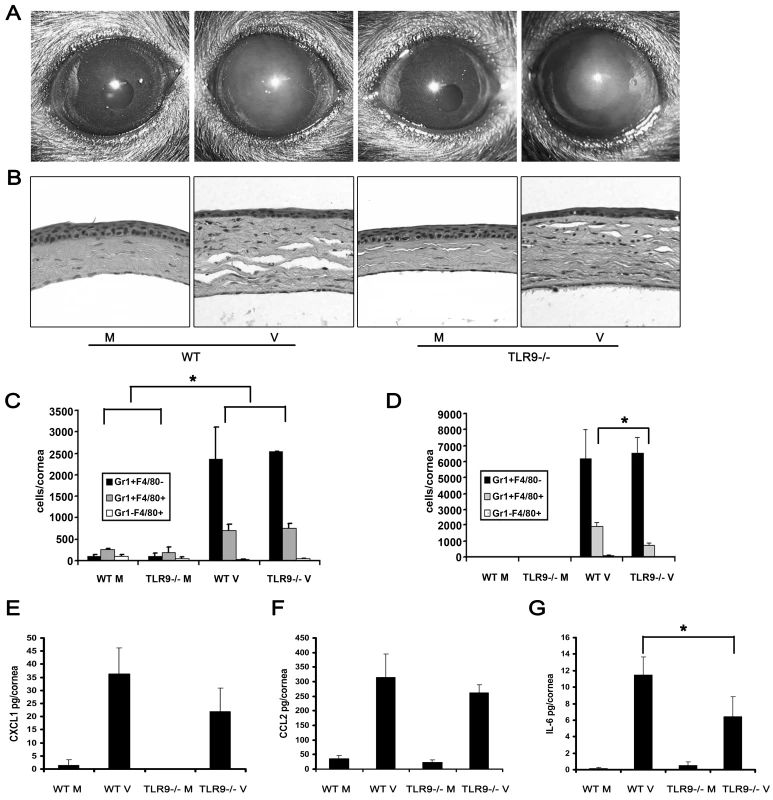 Tlr9 is not essential for the development of adenovirus keratitis.