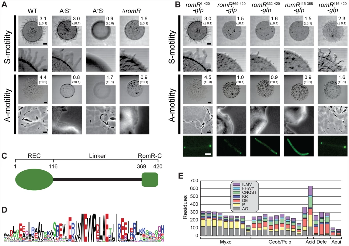 RomR is important for S- as well as for A-motility and contains two pole-targeting determinants.