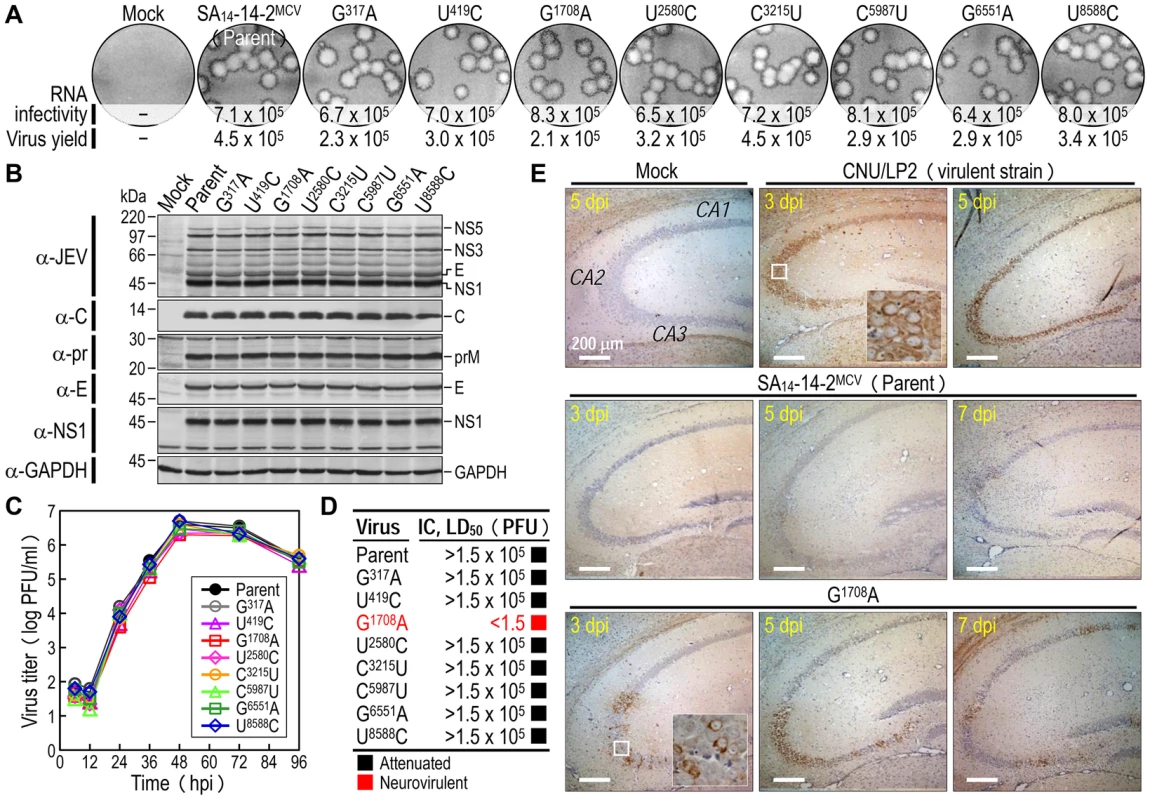 Discovery of a single locus that leads to the reversion of SA<sub>14</sub>-14-2<sup>MCV</sup> to lethal neurovirulence.
