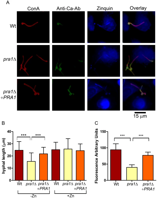 Deletion of <i>PRA1</i> precludes host zinc sequestration.