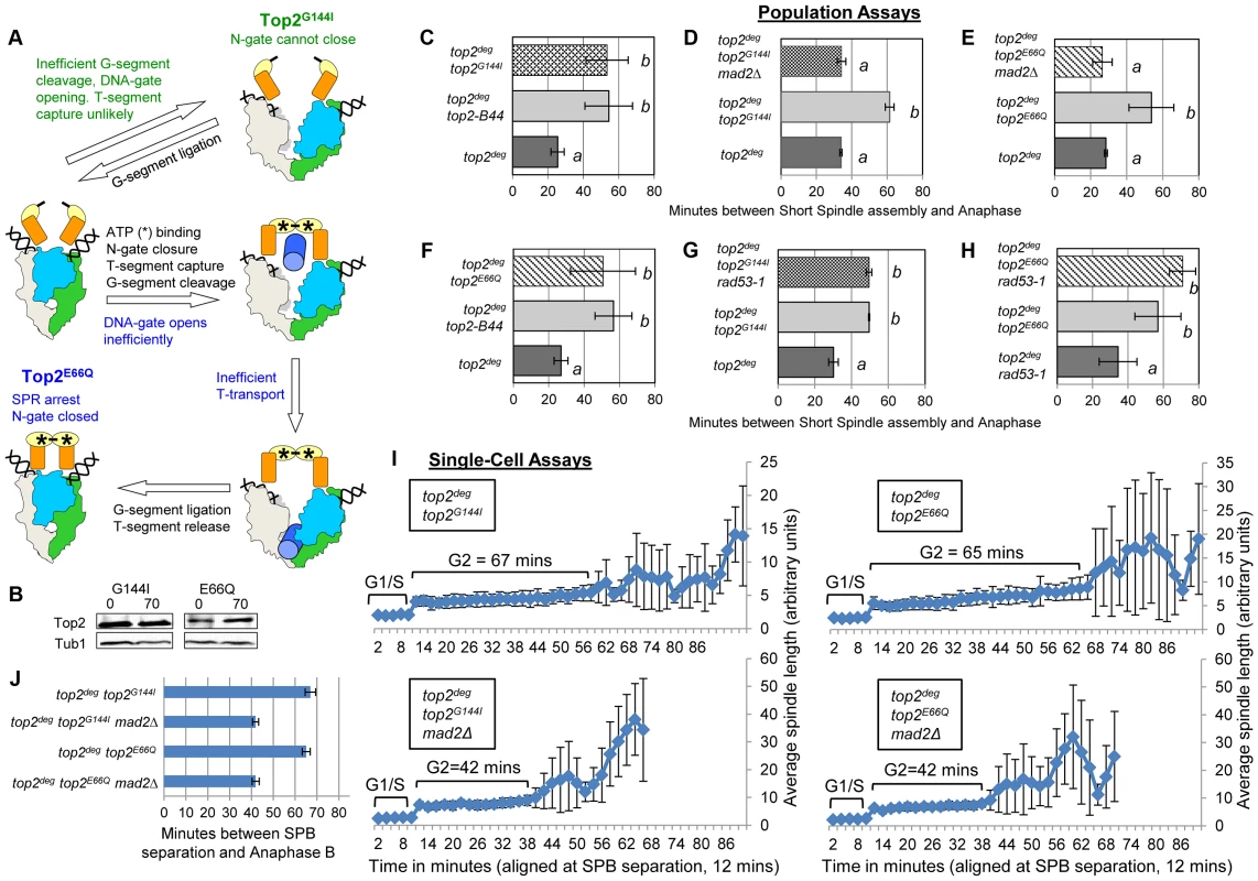 Defective Top2 ATP Binding and Hydrolysis Activate the Mad2-Depedent Checkpoint.