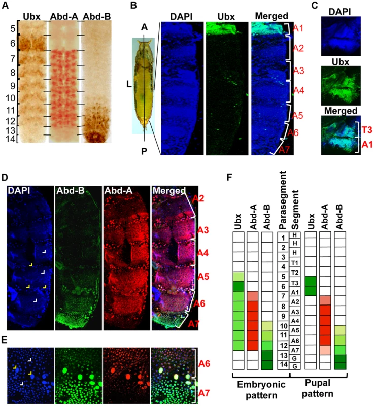 Immunostaining of Ubx, abd-A and Abd-B.