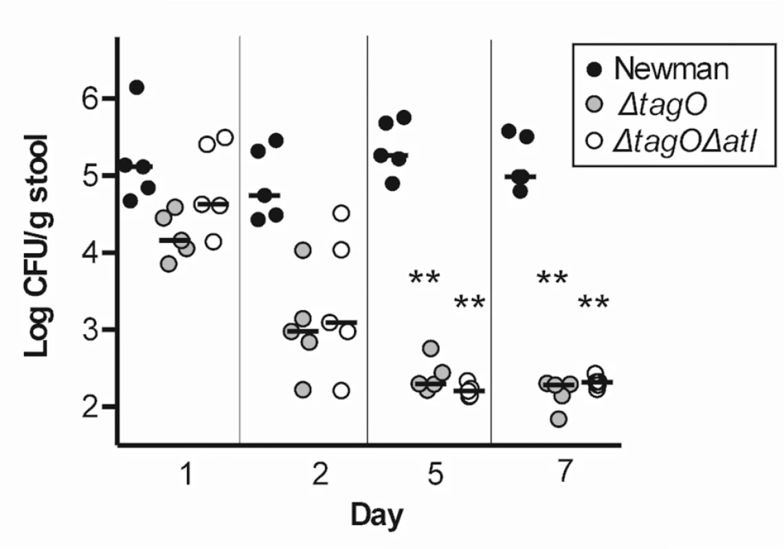 Both Newman Δ<i>tagO</i> and Newman Δ<i>atl</i> Δ<i>tagO</i> fail to persistently colonize the mouse GI tract.