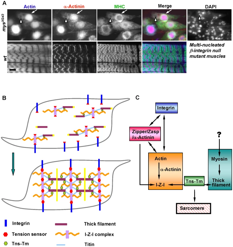 Integrin is essential for sarcomere assembly and model.