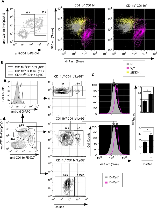 <i>Mtb</i>-mediated phagosomal rupture in different cell subsets <i>ex vivo</i> and <i>in vivo</i>.