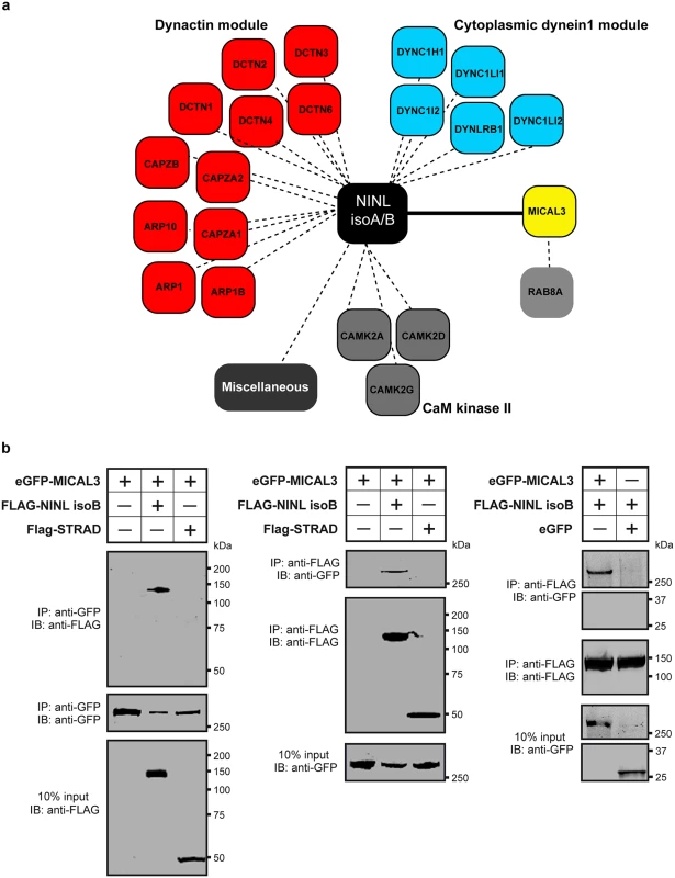 NINL interactome screen identifies MICAL3.
