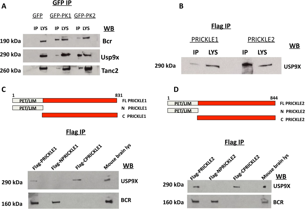 PRICKLE interacts with USP9X via its carboxyl terminal.