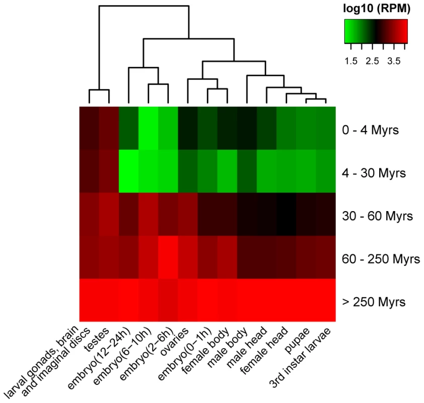 Clustering of miRNA expression among different age groups and tissues (or development stages).