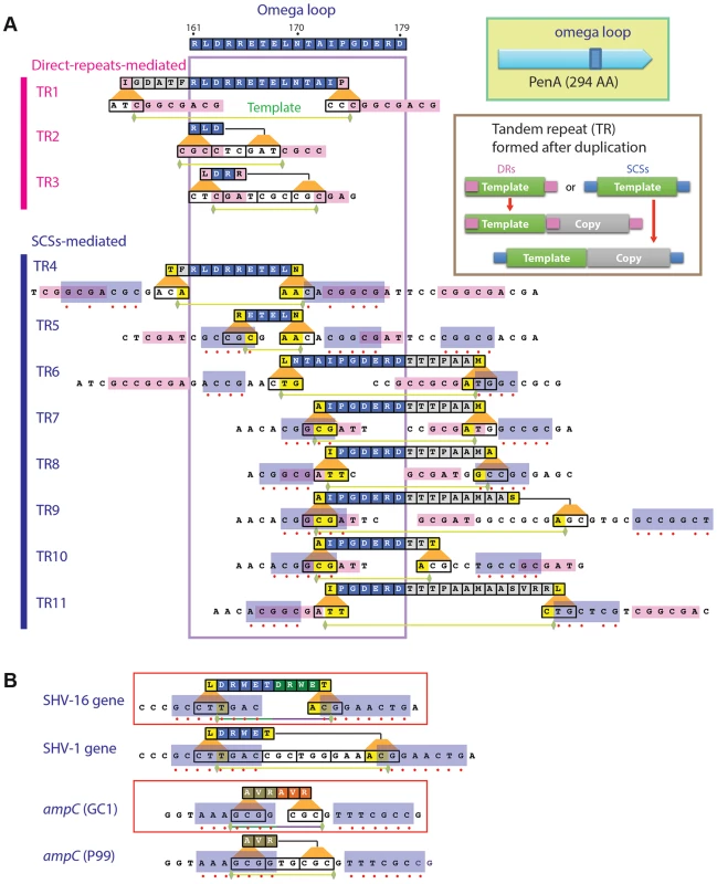 Local duplications in β-lactamase PenA.