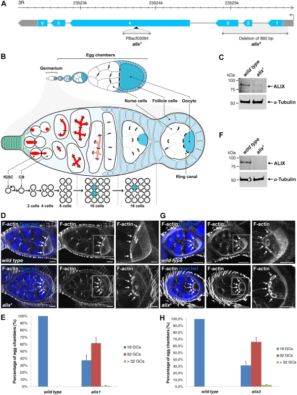 Loss of ALIX gives rise to egg chambers with increased number of germ cells during <i>Drosophila</i> oogenesis.