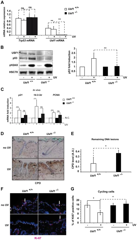 <i>Usf1</i> KO mice present defective induction of p53 protein.