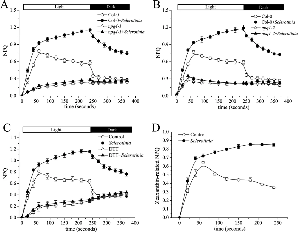 Effect of <i>Sclerotinia</i> invasion on the xanthophyll cycle.