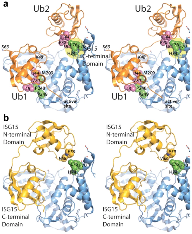 Updated models of (A) ISG15 (yellow) and (B) K48-Ub<sub>2</sub> (orange) and bound to PLpro (blue).