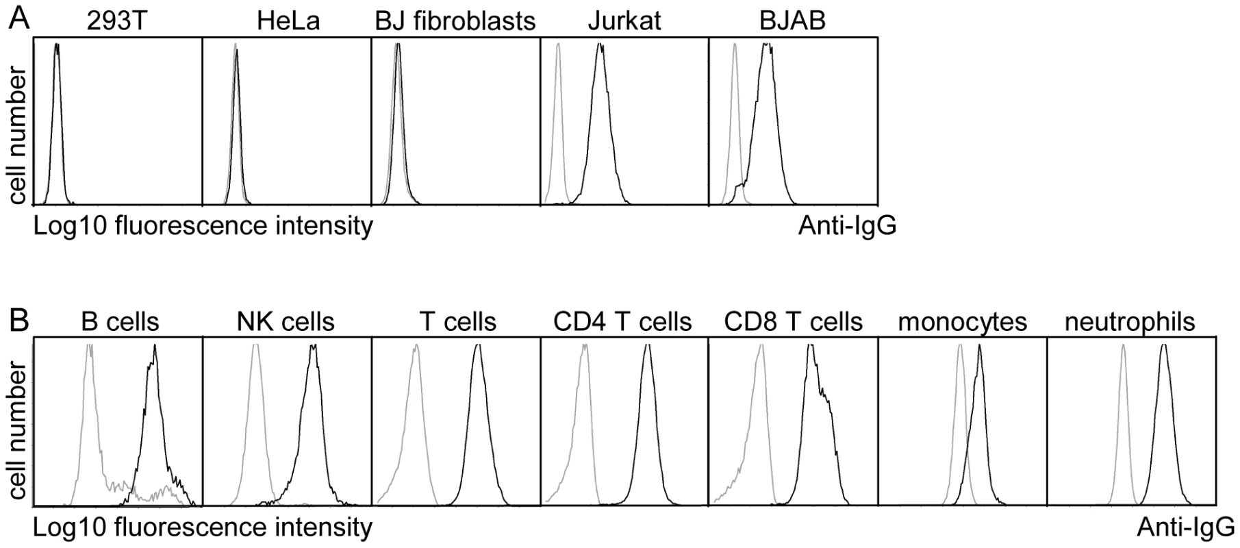 pUL11 interacts with leukocytes.