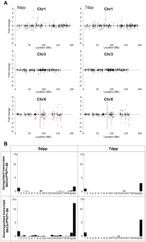 Restoration of genome-wide differential gene expression in B6-Chr1<sup>MSM/B6</sup>XT<sup>MSM</sup>.