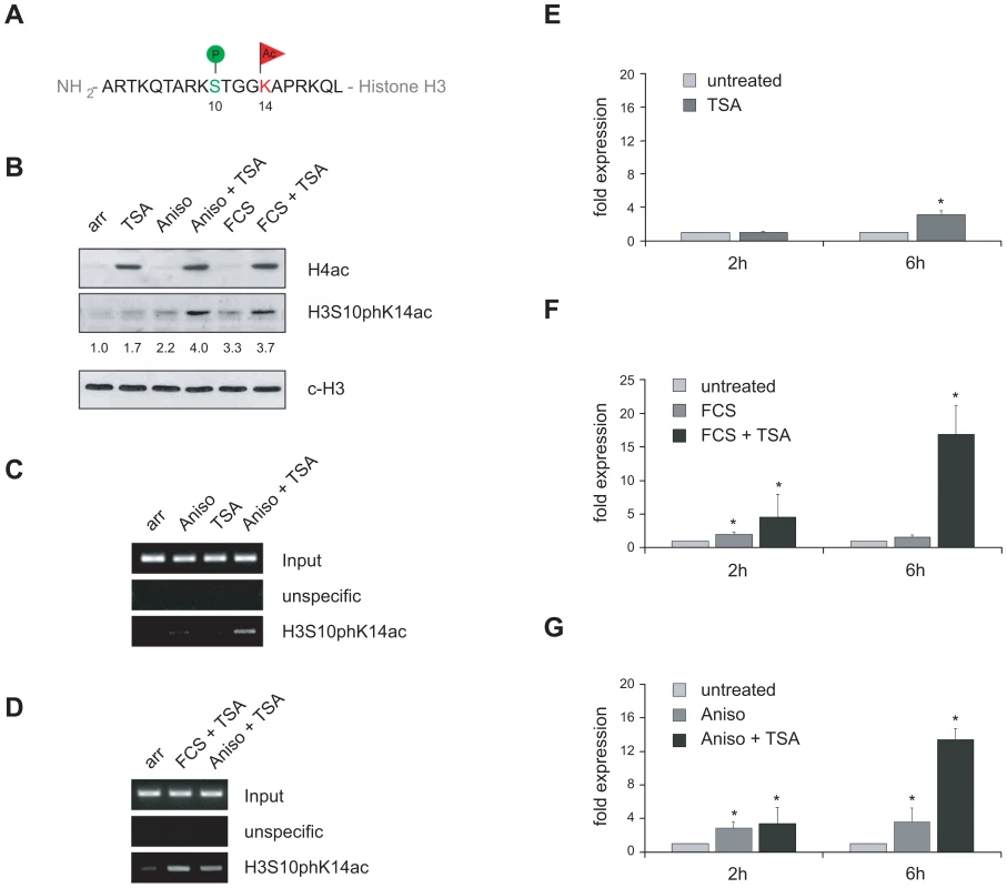 VL30 expression correlates with the formation of a phosphoacetylation mark at chromatin associated with VL30 LTR sequences.
