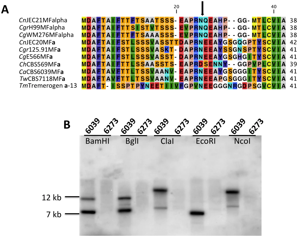 Analysis of the pheromone/receptor genes in <i>C. amylolentus</i>.