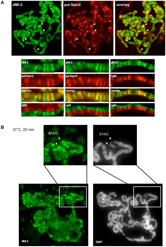 dMi-2 is recruited to HS genes.