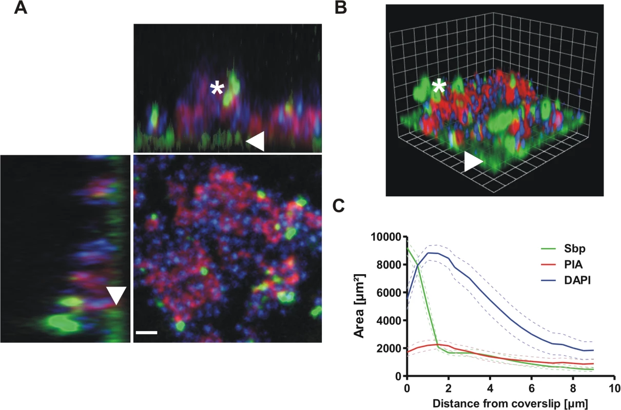 Distribution of Sbp in living biofilms.