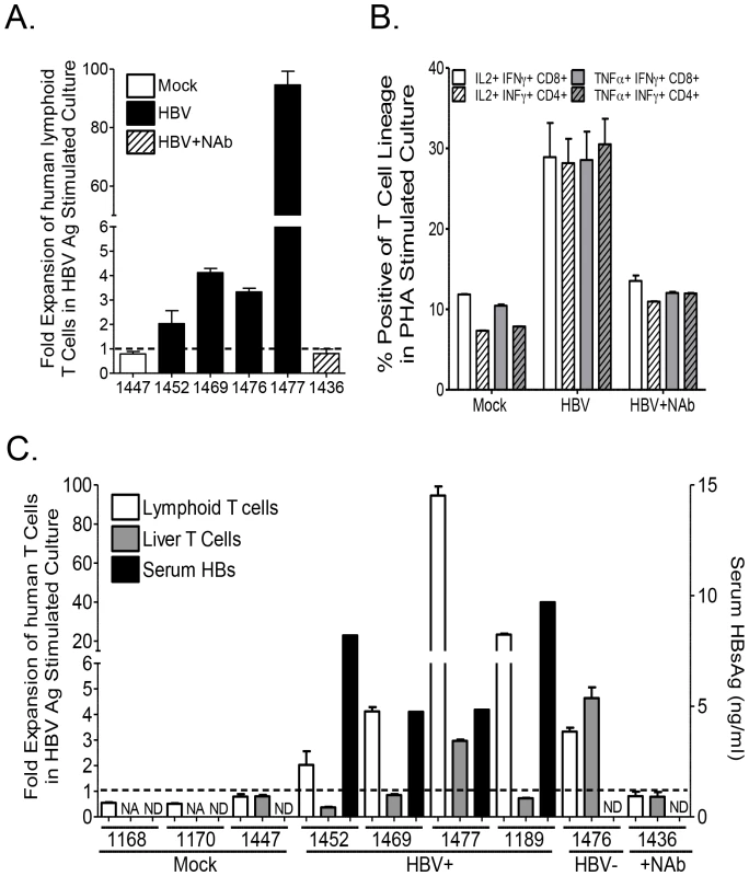 Persistent HBV infection is associated with liver specific immune impairment.