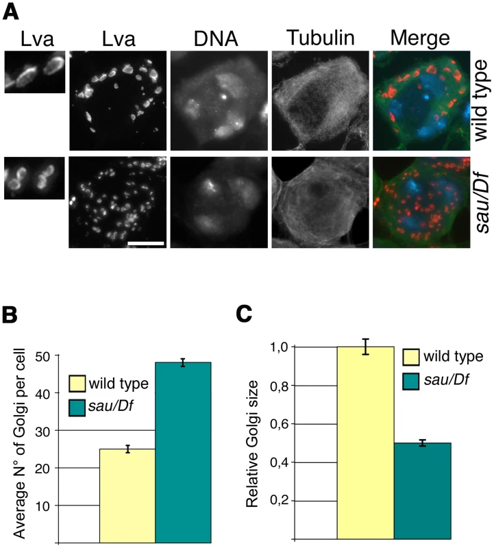 Mutations in <i>GOLPH3</i> affect Golgi structure in primary spermatocytes.