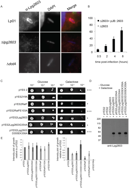 Lpg2603 localizes to LCVs and its intracellular function requires the LEPR domain.