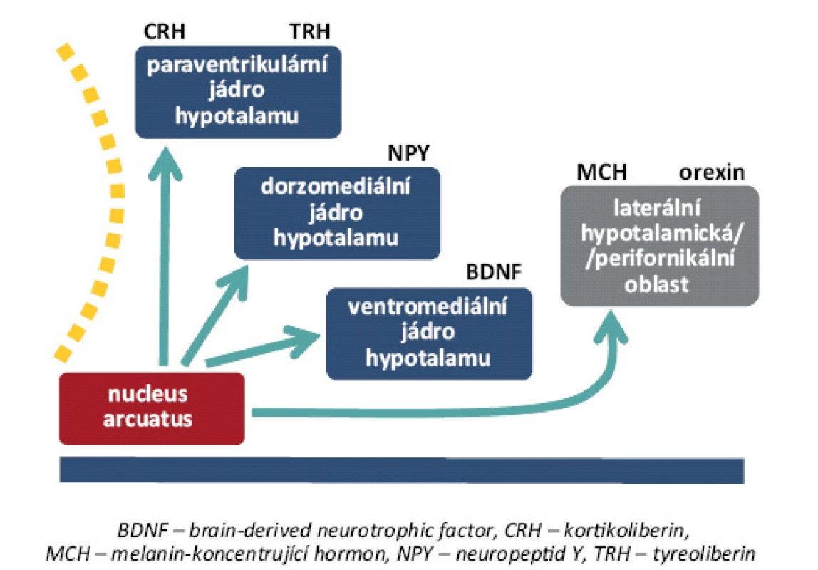 Přehled jader a jejich hlavních neuromediátorů, které se uplatňují v regulaci příjmu potravy [8].
