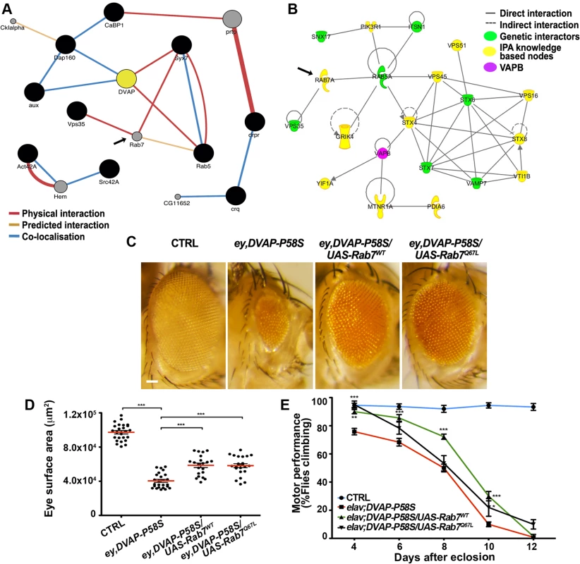 Computational and experimental analyses identify Rab7 as a modifier of the DVAP-P58S-mediated phenotypes.