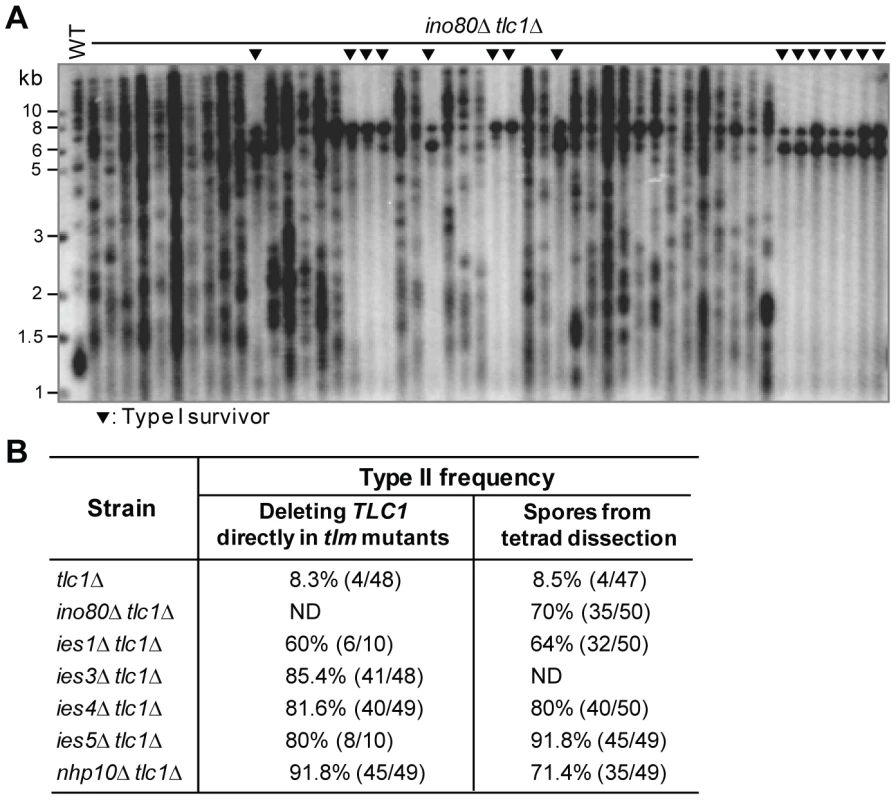 The effect of the Ino80 complex on survivor formation.