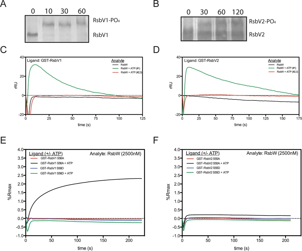 Association of RsbW-<sub>Ct</sub> with antagonist depends on ATP and the phosphorylation state of the antagonist.
