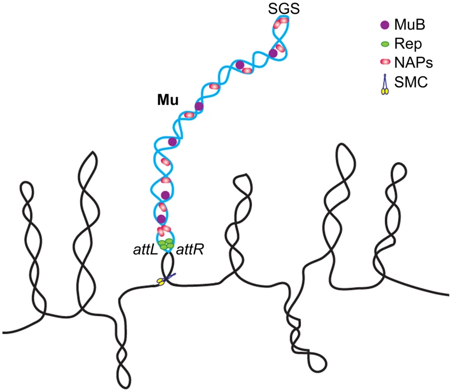 Model of the Mu prophage domain.