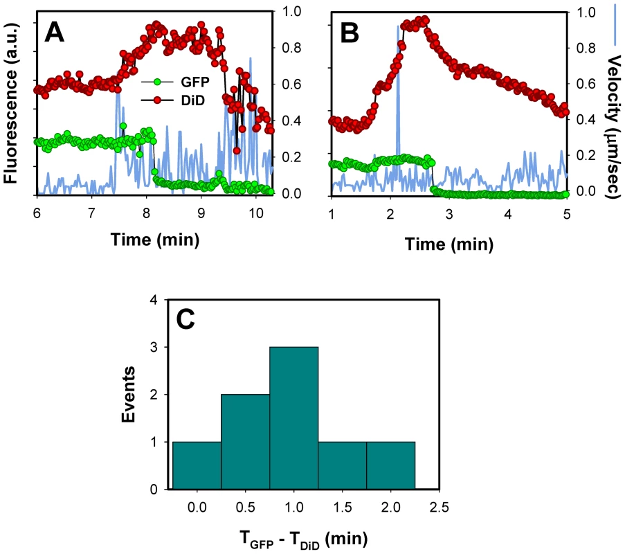 Lipid mixing step precedes the release of the viral content into the cytosol.