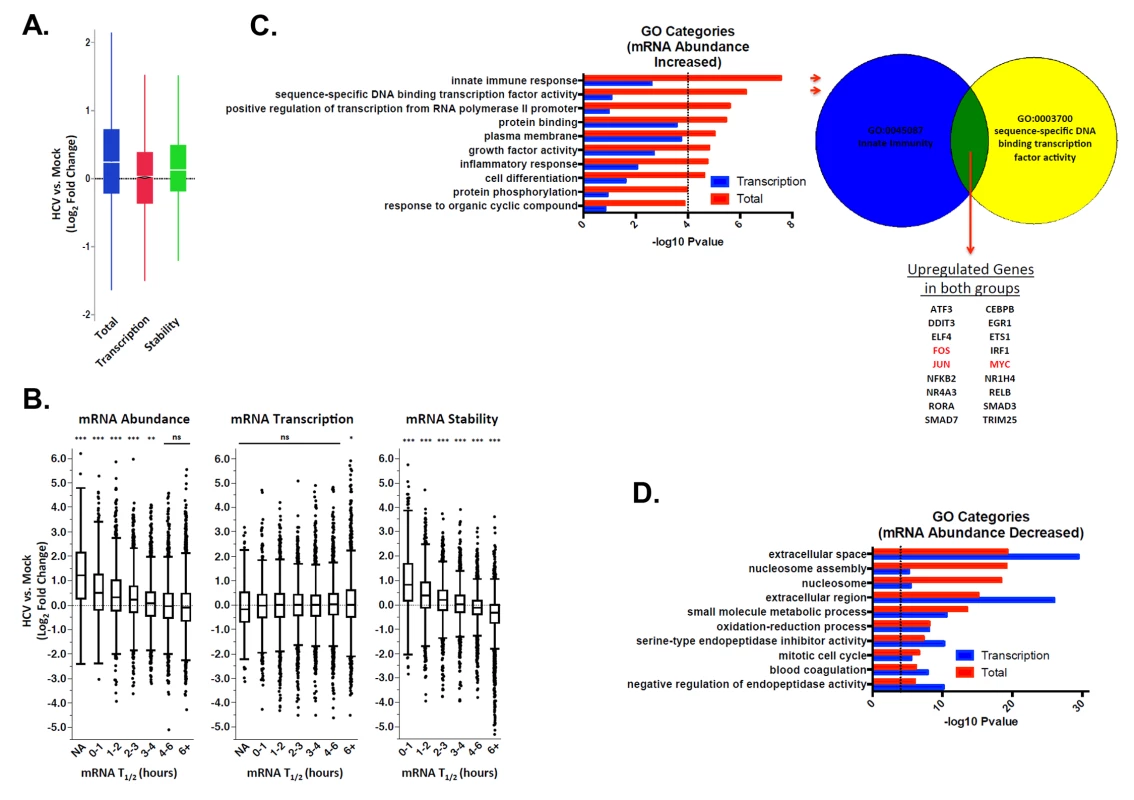 Significant increases in global cellular mRNA expression observed in HCV infection are largely due to increased mRNA stabilization.