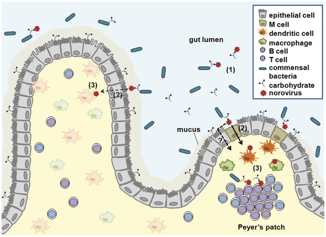 A working model for NoV intestinal infection.